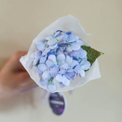 Tiny Bouquet, Blue Sky Hydrangea 4枚目の画像