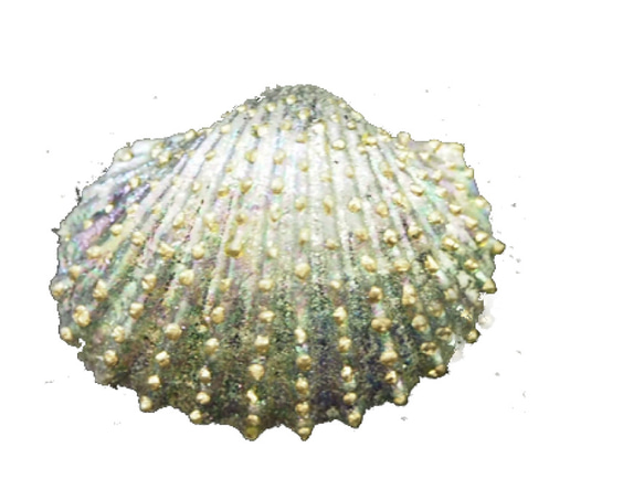 伝統工芸職人による、貝殻に施した金彩ピアス ノンホールピアス、マグネット（磁石）対応 2枚目の画像