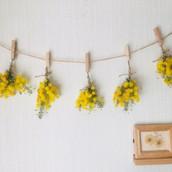 ドライフラワー 2024 秋咲きミモザ ゴールデントップ のシンプルな