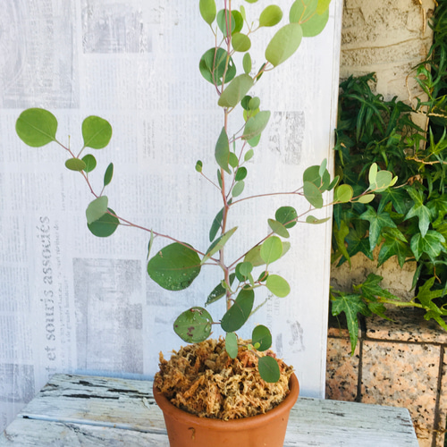 盆栽風 ユーカリ ポポラスを植えました♪ 盆栽 chamomile 通販