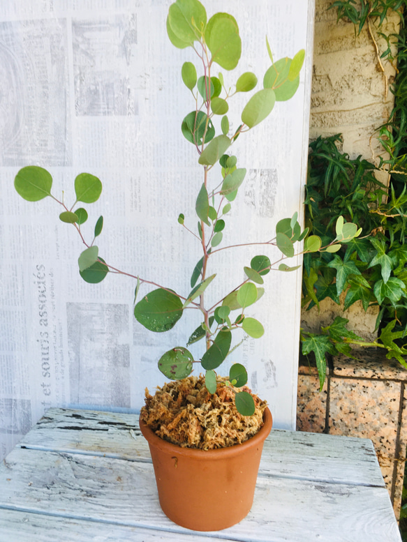 ぷりんこママ♡グレビレア　ラナマリー　ポット鉢植え　ユーカリポポラス まん丸葉が可愛い♡ユーカリポポラス テラコッタ鉢植え 苗
