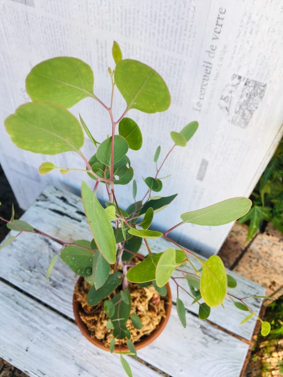 盆栽風　ユーカリ　ポポラスを植えました♪ 5枚目の画像