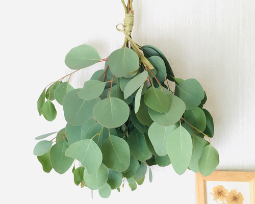 2.ポポラスフェアリースワッグ 1.ポポラスフェアリースワッグ 季節のドライフラワースワッグ ポポ