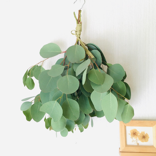 ドライフラワー シンプルにユーカリポポラスのスワッグ♩2025 限定数