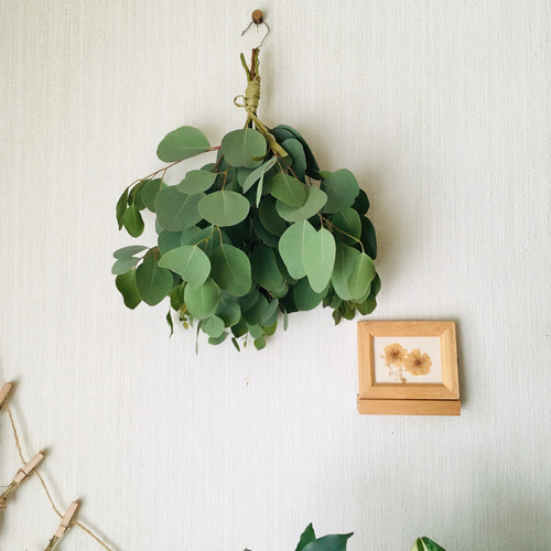 ドライフラワー シンプルにユーカリポポラスのスワッグ♩2025 限定数