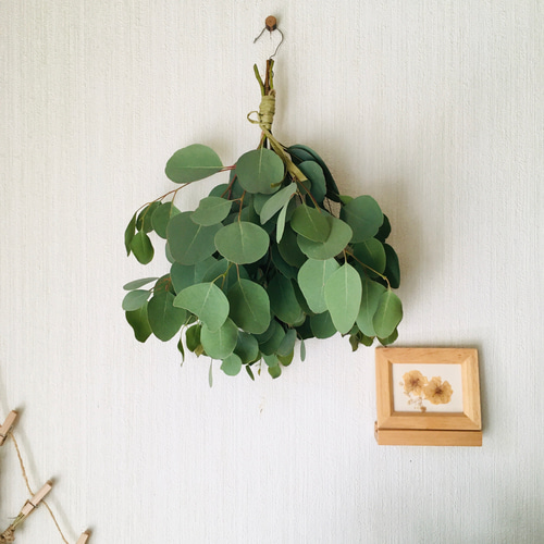 ドライフラワー シンプルにユーカリポポラスのスワッグ♩2025 限定数