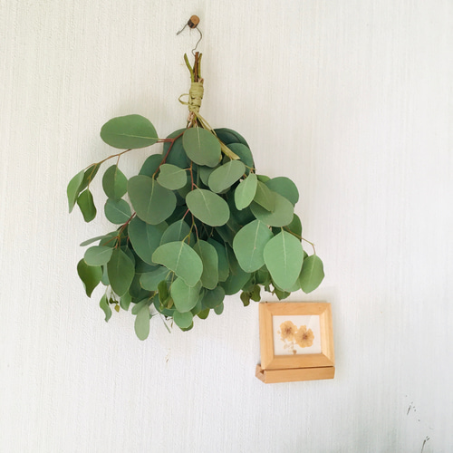 ドライフラワー シンプルにユーカリポポラスのスワッグ♩2025 限定数