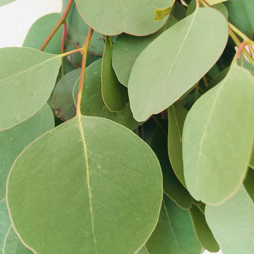 1.ポポラスフェアリーナチュラルスワッグ ドライフラワー シンプルにユーカリポポラスのスワッグ♩2025 限定数