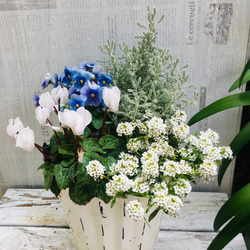 季節のお花 寄せ植え ブルーのビオラで清楚に寄せ植え ハーブも一緒に