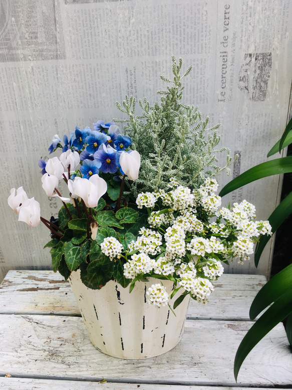 寄せ植え 花 ブルーでレディな寄せ植え ビオラレディ 斑入り