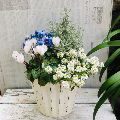 季節のお花 寄せ植え ブルーのビオラで清楚に寄せ植え ハーブも一緒に