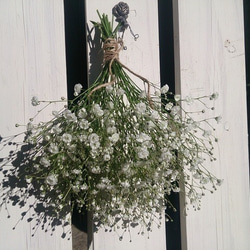 ドライフラワー 2024 秋咲きミモザ ゴールデントップ のシンプルな