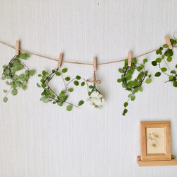 ドライフラワー シンプルにユーカリポポラスのスワッグ♩2025 限定数