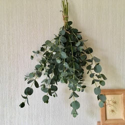 ドライフラワー 2024 秋咲きミモザ ゴールデントップ のシンプルな