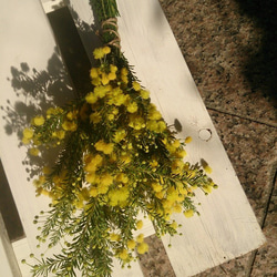 Ne* ③ ミモザ　生花　ゴールデントップ　スワッグ　リース　フレッシュ Ne* ④ ミモザ 生花 ゴールデントップ スワッグ リース フレッシュ み