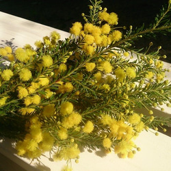 ドライフラワー 秋咲きミモザ ゴールデントップ のシンプルなスワッグ 2枚目の画像