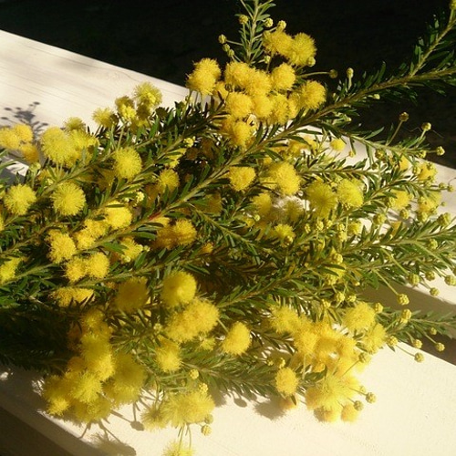 ドライフラワー 2024 秋咲きミモザ ゴールデントップ のシンプルな