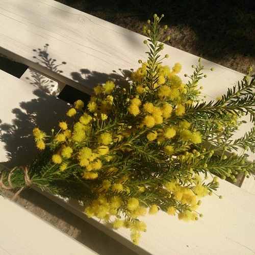 Ne*様　追加① ミモザ　ゴールデントップ　生花　フレッシュ　カット枝　スワッグ Ne*様 追加① ミモザ ゴールデントップ 生花 フレッシュ カット枝 スワッグ