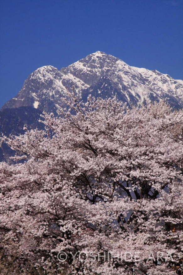 【額装写真】桜と甲斐駒ヶ岳の競演 1枚目の画像