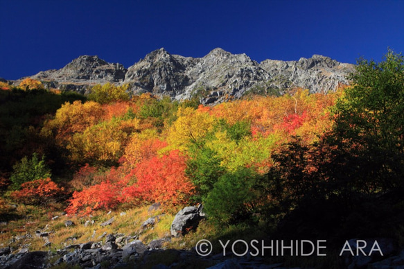 【額装写真】朝陽に輝く紅葉と奥穂高岳 1枚目の画像