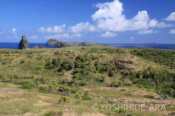 【額装写真】異空間・ケータ＜世界遺産 小笠原諸島＞ 1枚目の画像