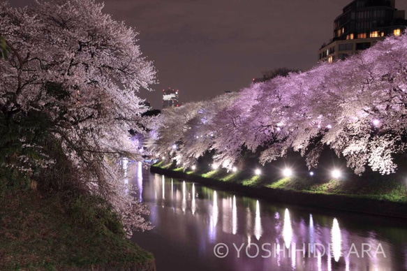 【額装写真】千鳥ヶ淵の幻想夜桜 1枚目の画像