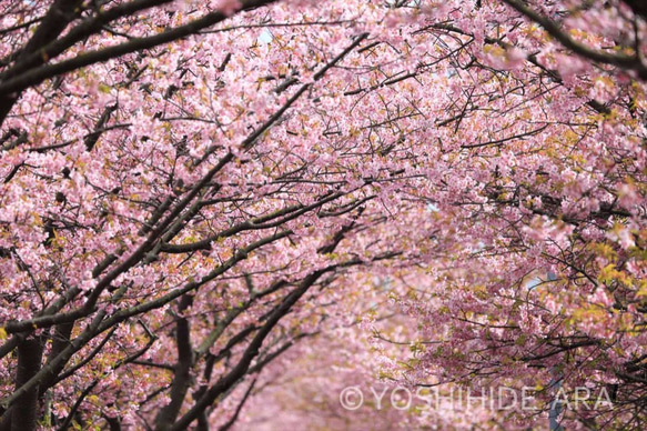 【額装写真】早春の河津桜 1枚目の画像