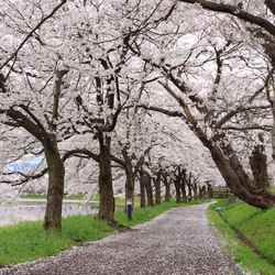 【額装写真】高田公園付近で見つけた桜並木 1枚目の画像