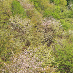 【額装写真】淡色の新緑と山桜 1枚目の画像