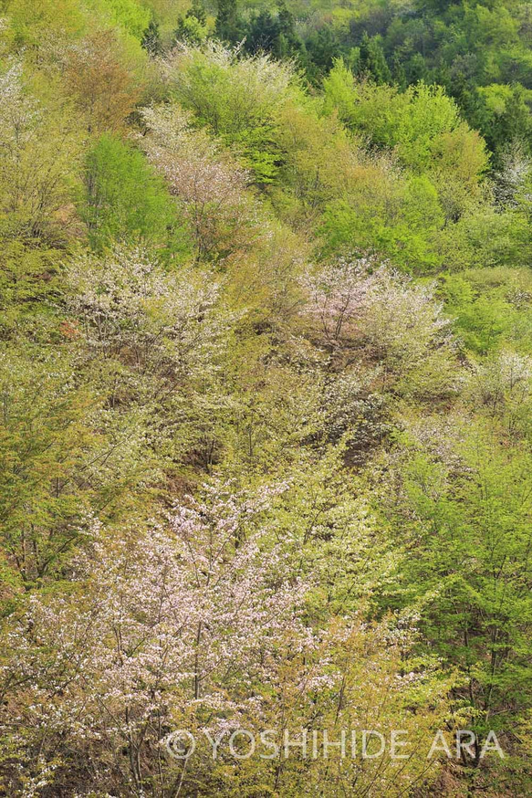 【額装写真】淡色の新緑と山桜 1枚目の画像
