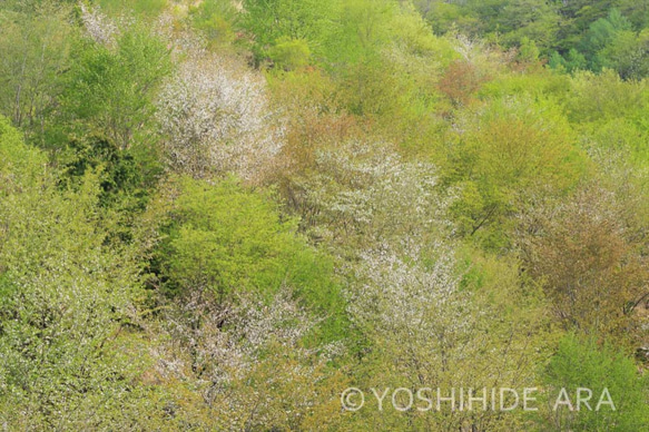 【額装写真】淡色の新緑と山桜 1枚目の画像