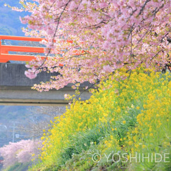 【額装写真】河津桜と菜の花と豊泉橋 1枚目の画像
