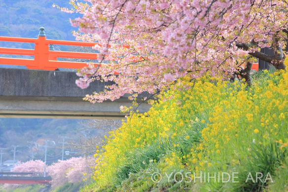 【額装写真】河津桜と菜の花と豊泉橋 1枚目の画像