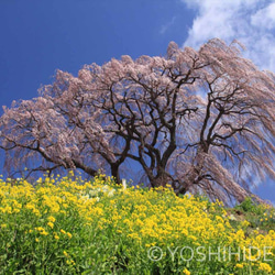 【額装写真】菜の花の丘と風にたなびく芹ヶ沢桜 1枚目の画像