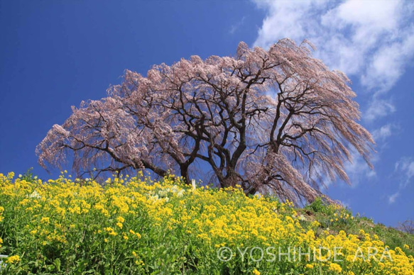 【額装写真】菜の花の丘と風にたなびく芹ヶ沢桜 1枚目の画像