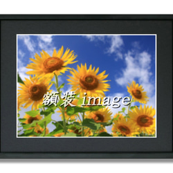 【額装写真】菜の花の丘と風にたなびく芹ヶ沢桜 2枚目の画像