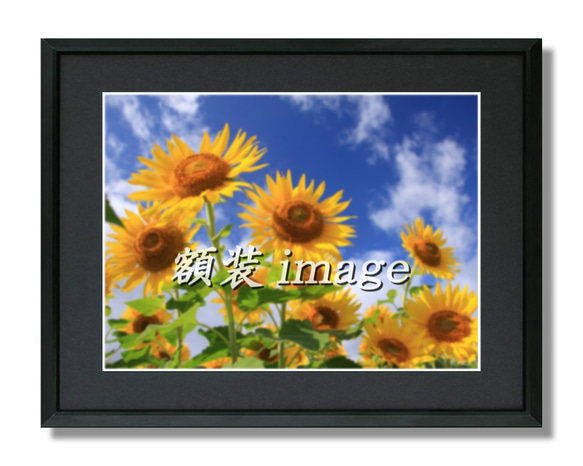 【額装写真】菜の花の丘と風にたなびく芹ヶ沢桜 2枚目の画像
