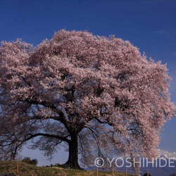 【額装写真】朝陽浴びる一本桜と残雪の八ヶ岳 1枚目の画像