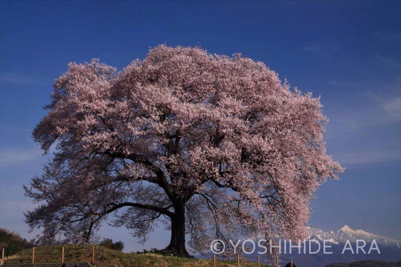 【額装写真】朝陽浴びる一本桜と残雪の八ヶ岳 1枚目の画像