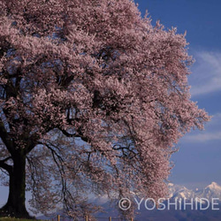 【額装写真】朝陽浴びる一本桜と残雪の八ヶ岳 1枚目の画像