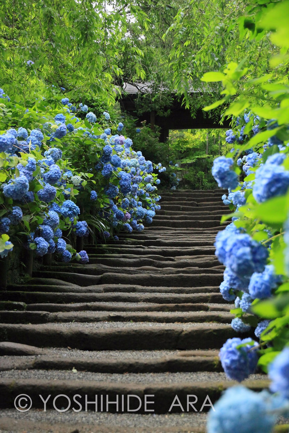 額装写真】明月院ブルーの参道 写真・グラフィック ARA 通販 2252678