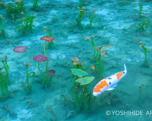 額装写真】鯉泳ぐモネの池 写真・グラフィック ARA 通販 2435570