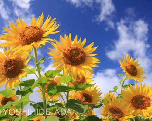 額装写真】夏空へ伸びるひまわり 写真・グラフィック ARA 通販 2630277