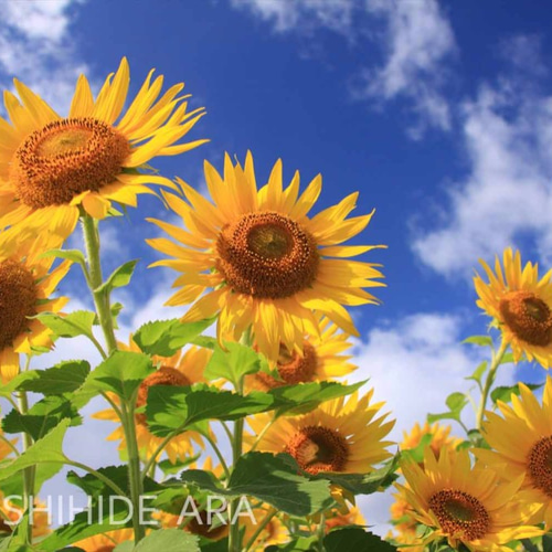 額装写真】夏空へ伸びるひまわり 写真・グラフィック ARA 通販 2630277