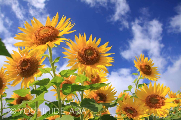 額装写真】夏空へ伸びるひまわり 写真・グラフィック ARA 通販 2630277