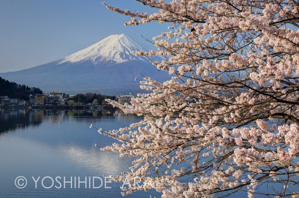 【額装写真】湖畔の桜と富士山 1枚目の画像