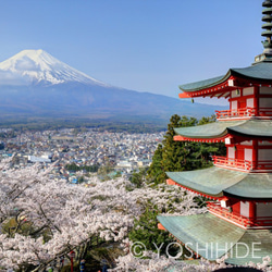 【額装写真】富士と桜と五重塔 1枚目の画像