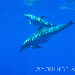 【額装写真】親子イルカの遊泳＜世界遺産 小笠原諸島＞ 1枚目の画像