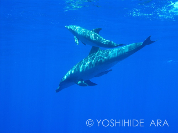 【額装写真】親子イルカの遊泳＜世界遺産 小笠原諸島＞ 1枚目の画像