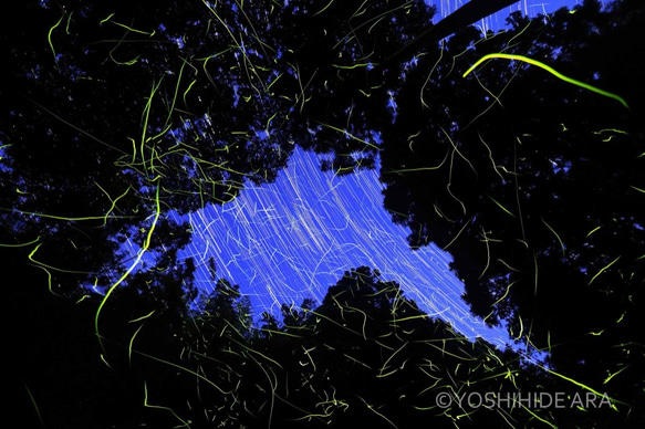 【額装写真】夜空へ舞うホタル 1枚目の画像